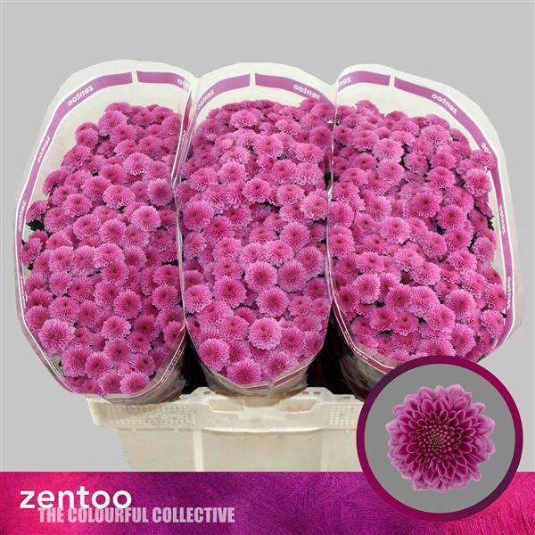 <h4>Chr San Kismo Pink Zentoo</h4>