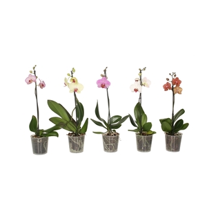 Phal Mix 1T6+ Kort