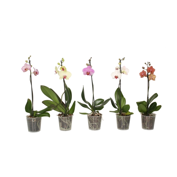 <h4>Phal Mix 1T6+ Kort</h4>