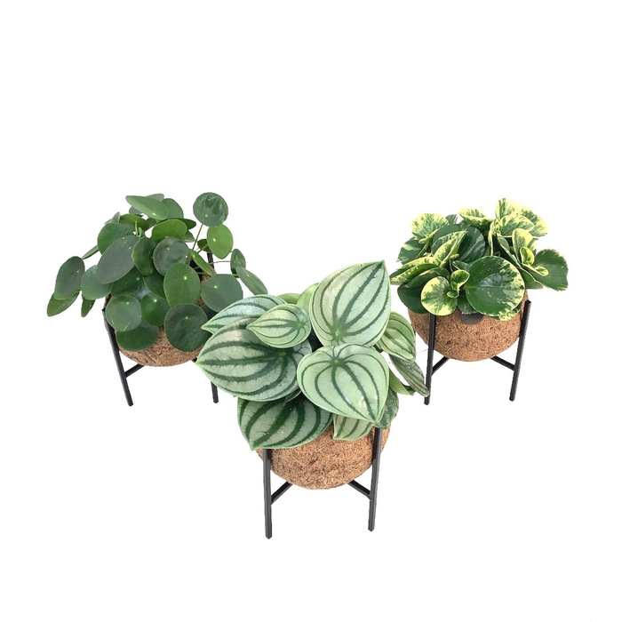 <h4>Kamerpl Gem Gr 3 Srt</h4>