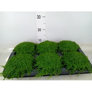 Soleirolia soleirolii   ...green