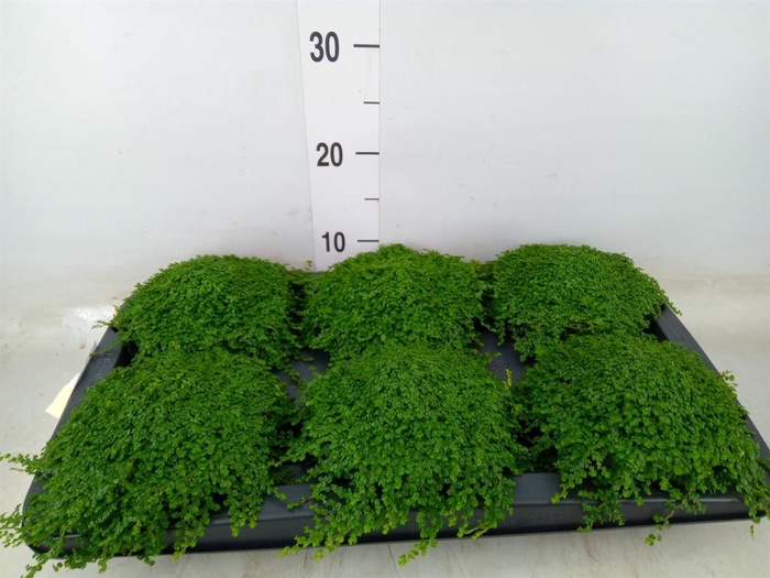 <h4>Soleirolia soleirolii   ...green</h4>