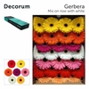 Gerbera GB Mix Decorum
