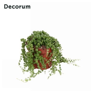 Senecio rowleyanus Decorum