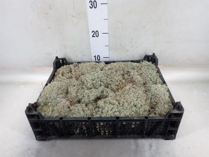 <h4>Mossen   ...H%</h4>