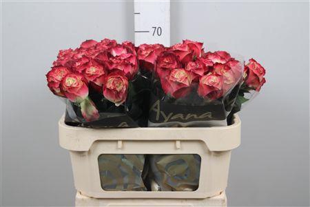 <h4>R Gr Apple Jack</h4>