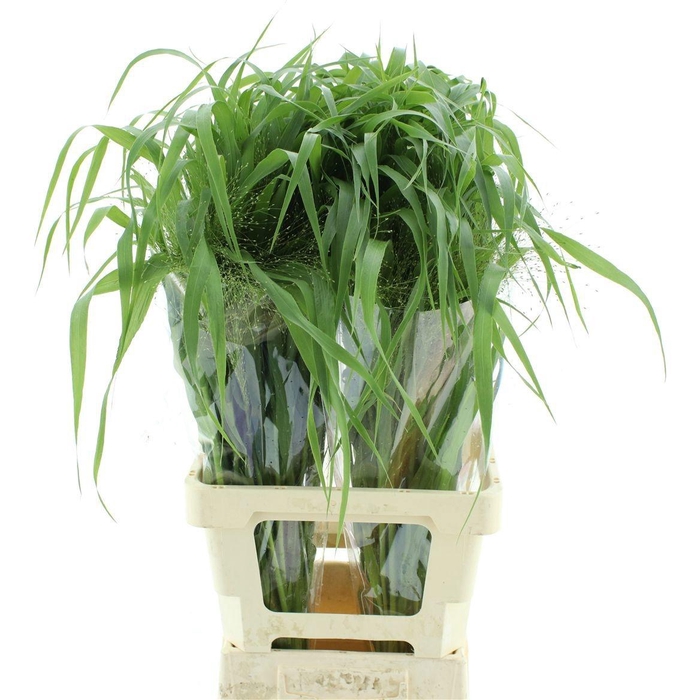 <h4>PANIC VI FONTAINE</h4>