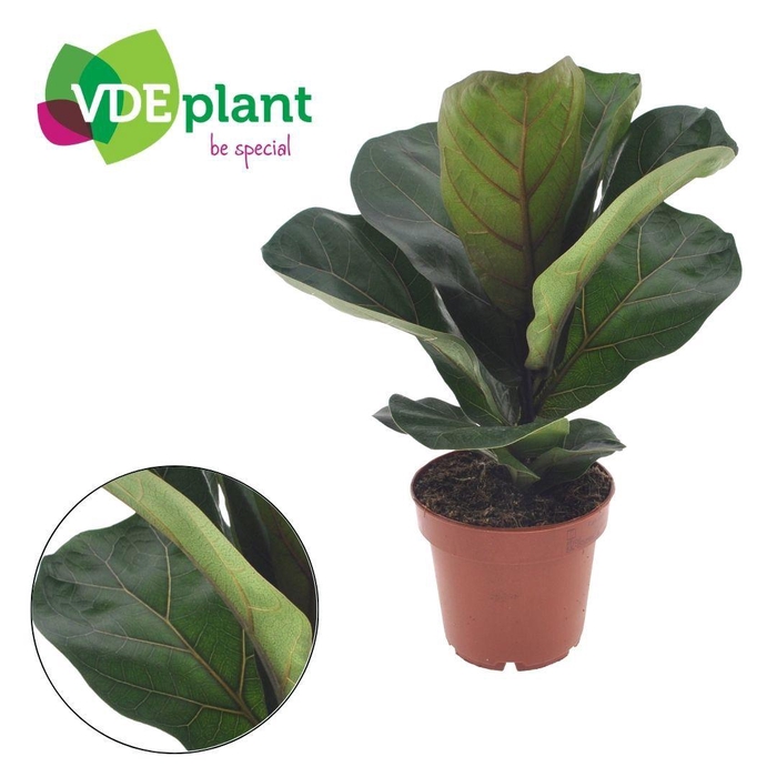 <h4>Ficus Lyrata Bambino</h4>