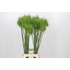 Allium Catweazle