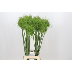 Allium Catweazle