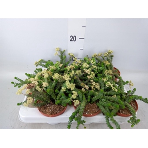 Crassula marnieriana