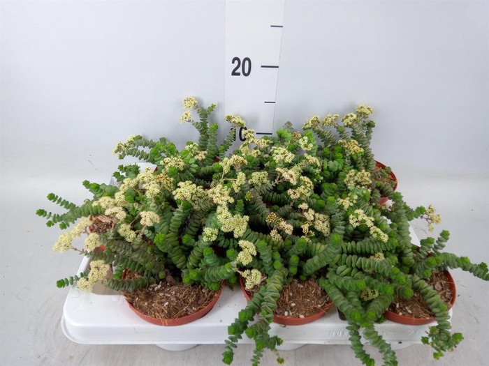 <h4>Crassula marnieriana</h4>