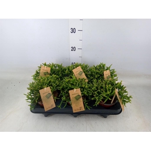 Rhipsalis burchellii