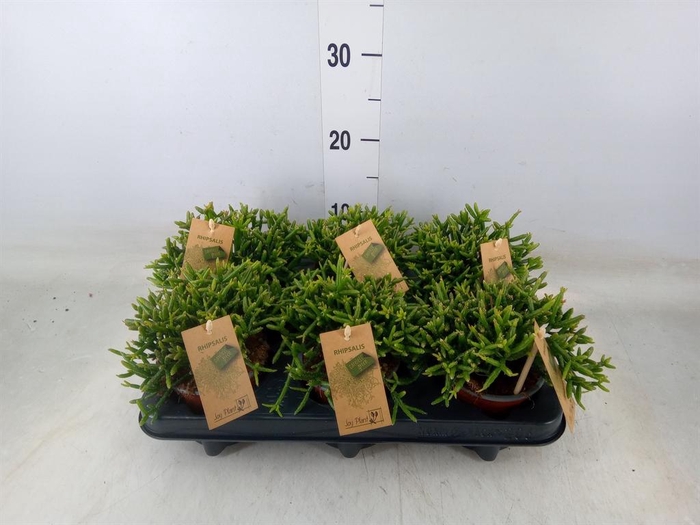 <h4>Rhipsalis burchellii</h4>