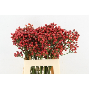 ROSA MAG SUNSET 60CM