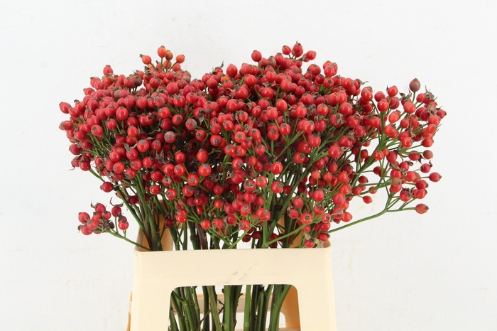 <h4>ROSA MAG SUNSET 60CM</h4>