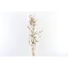 Dried Mollina Natural Poly