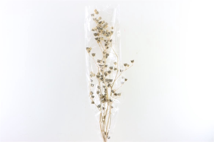 Dried Mollina Natural Poly