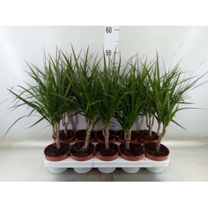 Dracaena marg.