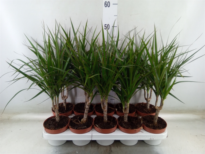 <h4>Dracaena marg.</h4>