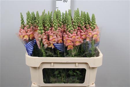 <h4>Antir Toulon Apricot</h4>