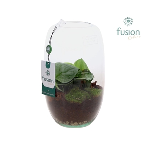 Green Bottle Isabella Medium met Scindapsus