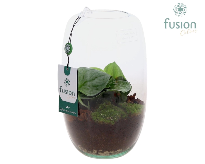 <h4>Green Bottle Isabella Medium met Scindapsus</h4>