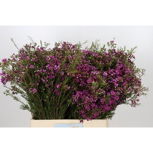 Chamelaucium Rotem