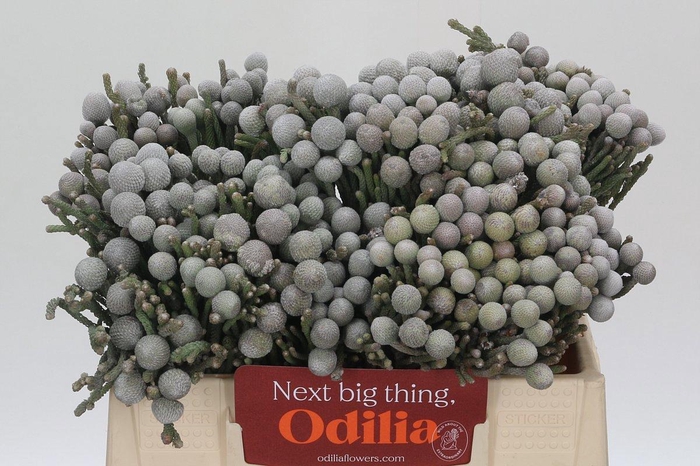 <h4>BRUN LAEVIS</h4>