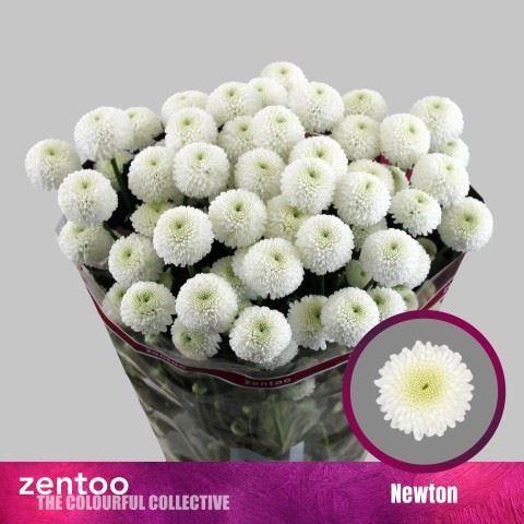 <h4>CHRYSANTHEMUM TR 'NEWTON'</h4>