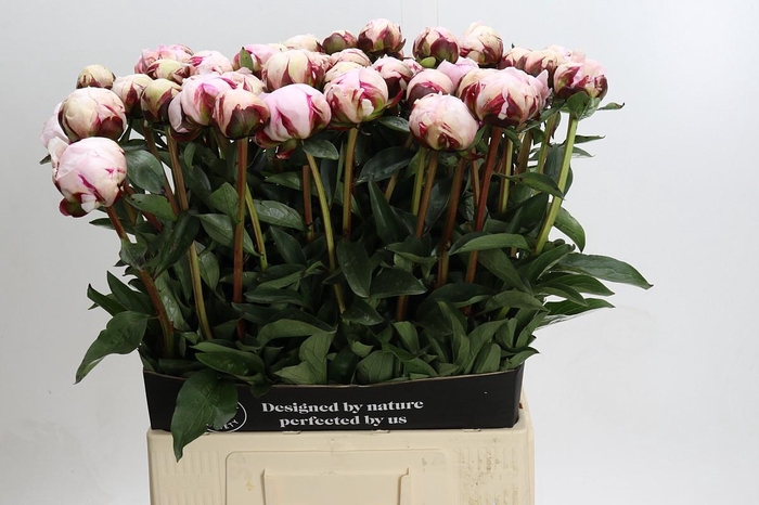 <h4>Paeonia Reine Hortense XXL</h4>