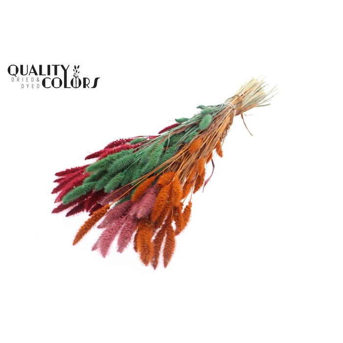 <h4>Setaria per bunch Summer Sorbet</h4>