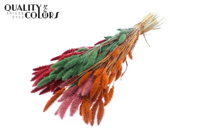 Setaria per bunch Summer Sorbet