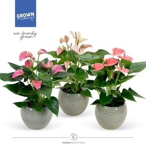 Mimesis Anthurium KARMA Pink Mix - Bolivia Green