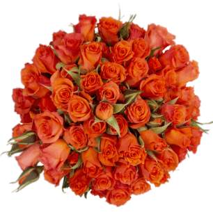 <h4>R Tr Simba Orange 40cm EC</h4>