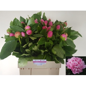 PAEO L MR JULES ELIE