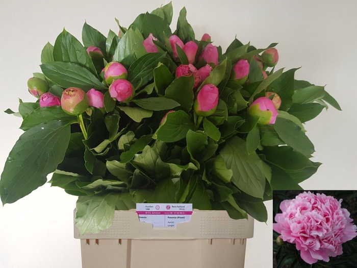 <h4>PAEO L MR JULES ELIE</h4>