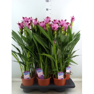 Curcuma alism. 'Siam Splash'