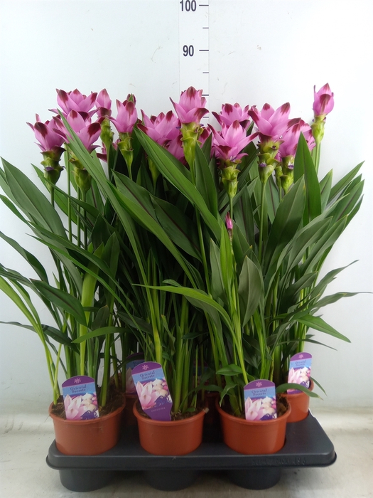 <h4>Curcuma alism. 'Siam Splash'</h4>