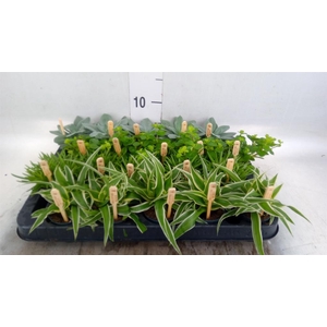 Planten ..mix