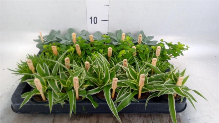 <h4>Planten  ..mix</h4>