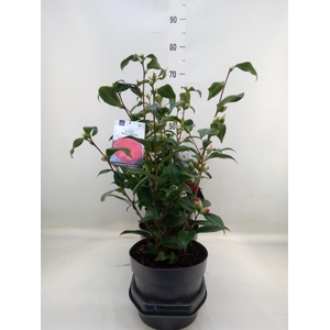 Camellia reticulata 'Mary Williams'