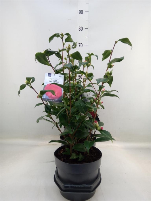 <h4>Camellia reticulata 'Mary Williams'</h4>