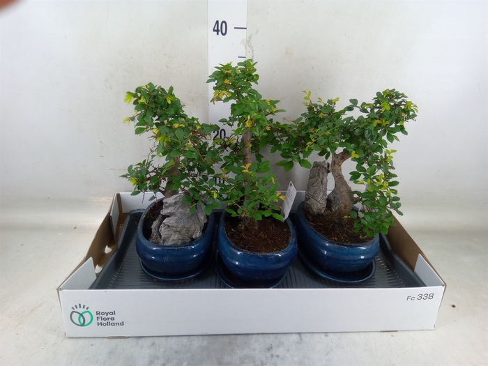 <h4>Bonsai   ...mix</h4>
