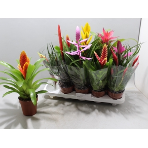 BROMELIA GEM 10 SRT