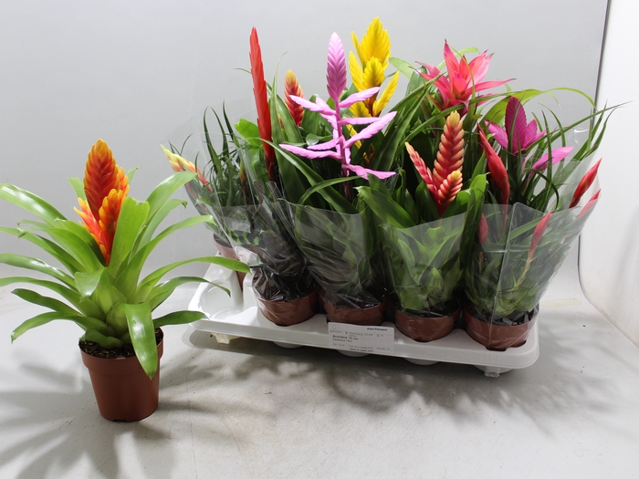 <h4>BROMELIA GEM 10 SRT</h4>