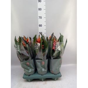 Aechmea  'Pepita Elegant Flames'