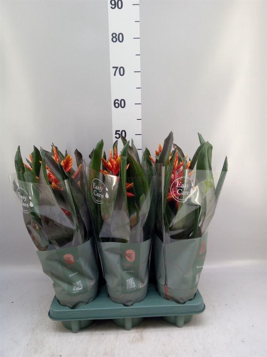 <h4>Aechmea  'Pepita Elegant Flames'</h4>