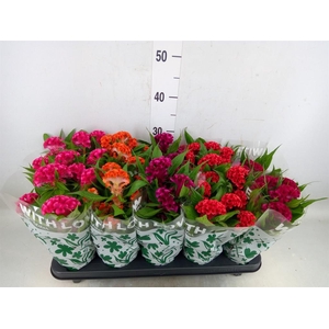 Celosia arg. CR 'Twisted'   ...mix