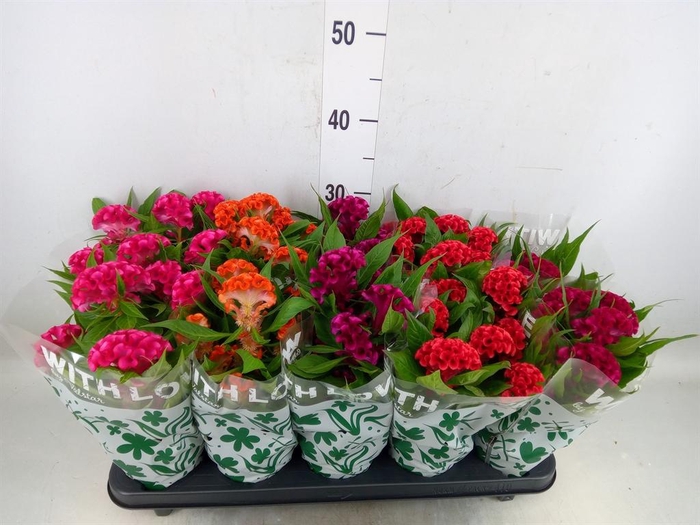 <h4>Celosia arg. CR 'Twisted'   ...mix</h4>